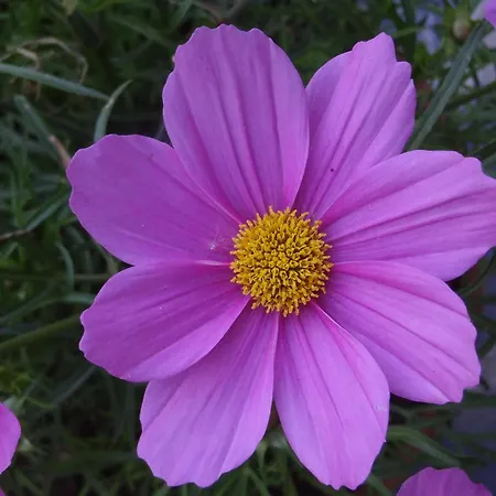 ベッド・アンド・ブレックファスト Aux Cosmos