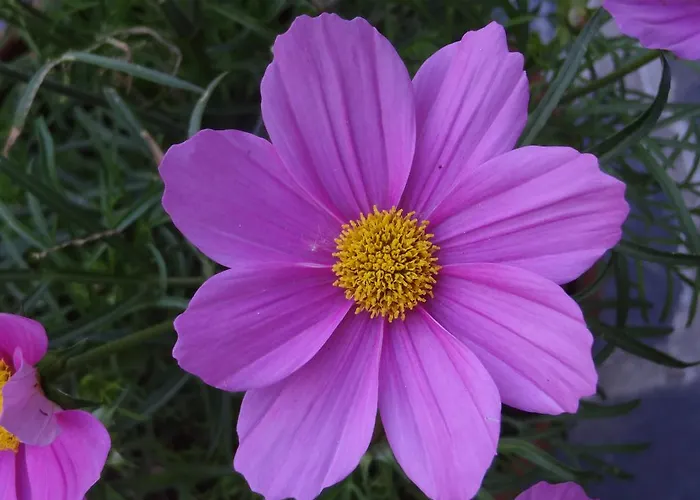 Couette-café Aux Cosmos